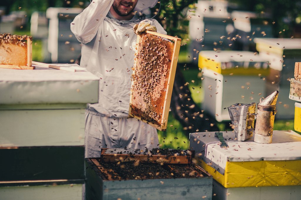 Turning beehives into environmental biomonitors