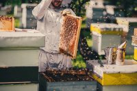 Turning beehives into environmental biomonitors
