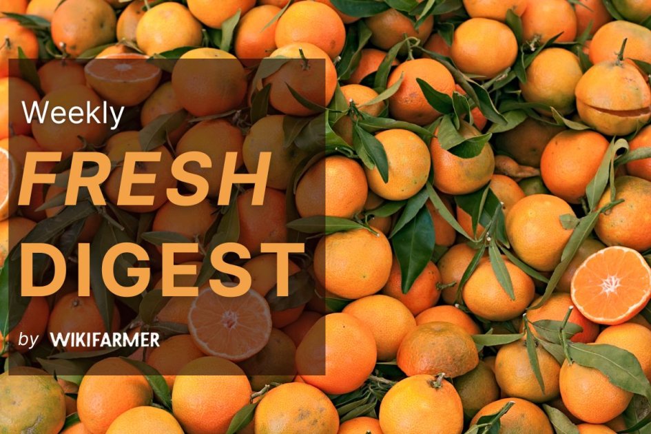 Fresh Market Digest: Week 46 | Wikifarmer