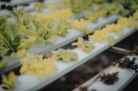 A practical guide to hydroponic greenhouse leafy greens