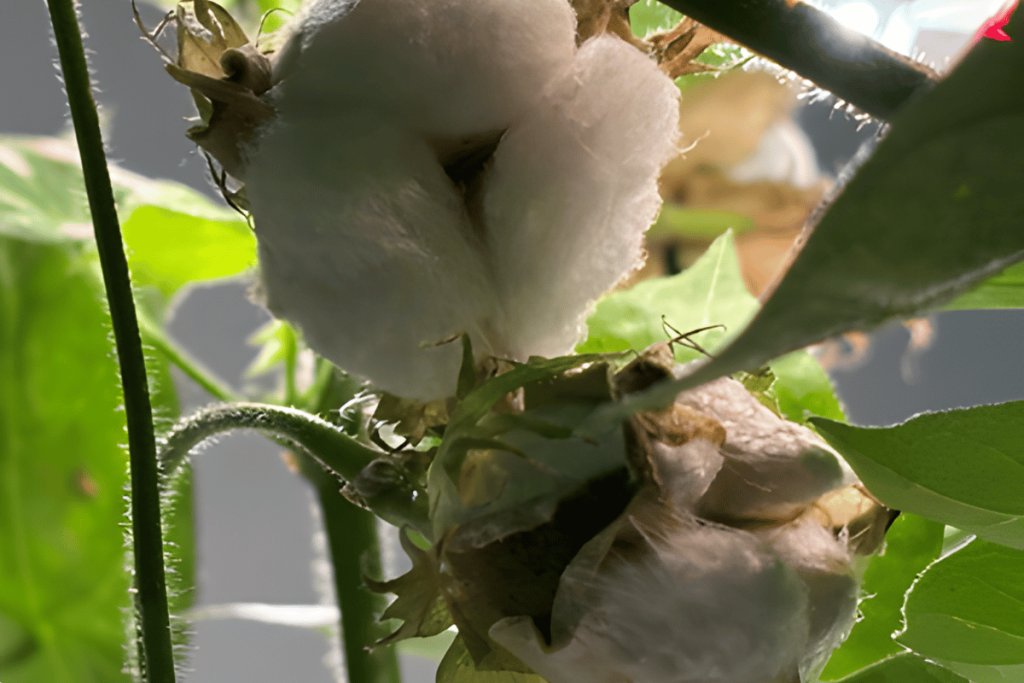 The fruit of 8,000 years meets the future: Cotton reimagined in hydroponics