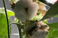 The fruit of 8,000 years meets the future: Cotton reimagined in hydroponics