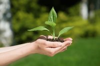 Healthy and sustainable Christmas choices for farmers and consumers