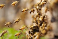 How biodynamic and hua parakore beekeeping support healthier bees