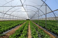 How climate-smart agriculture is advancing agri-food systems in Brazil