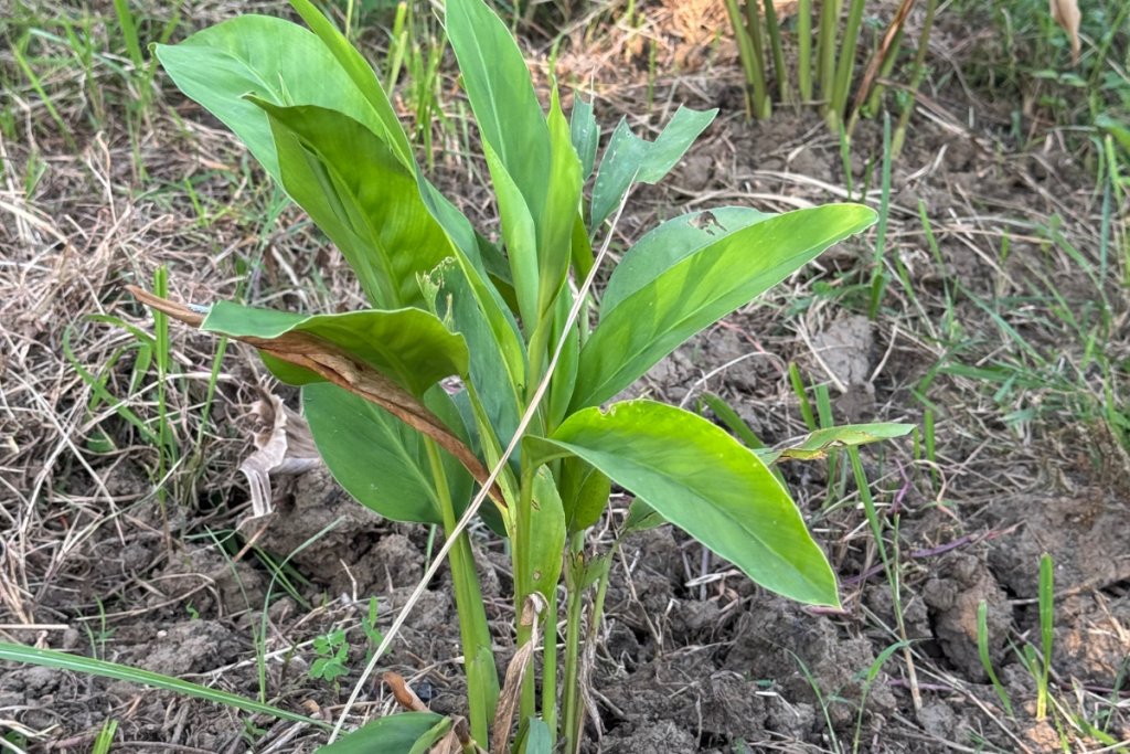 Leaf blotch in turmeric: Causes, symptoms, and smart solutions