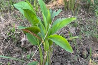 Leaf blotch in turmeric: Causes, symptoms, and smart solutions