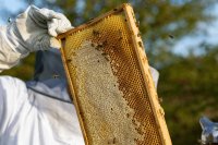 Management of honeybee colonies (Apis mellifera jemenitica) during the summer (dearth) season in the UAE