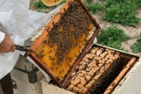 Transform your farm with beekeeping