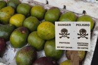 France bans imports with detectable residues of five pesticides