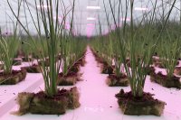 Substrate overview for leafy greens cultivation