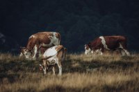 Moving from herd-level to individual-level management in ruminant production systems