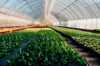 The balance journey inside a greenhouse