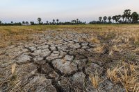 Which crops are likely to face the biggest climate challenges in the coming years?