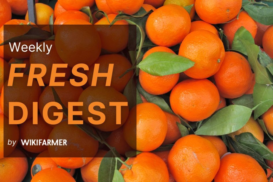 Fresh Market Digest: Week 4, 2026 | Wikifarmer