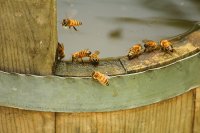 Why bees need water and how to set up a clean, reliable source