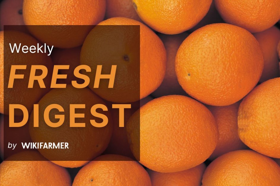 Mediterranean citrus peaks as stored pip fruit | Wikifarmer