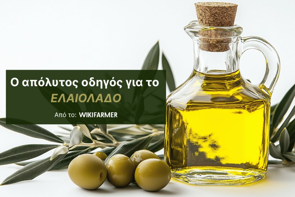 Όσα πρέπει να γνωρίζουμε για το ελαιόλαδο: Kατηγορίες, χρήσεις και αποθήκευση