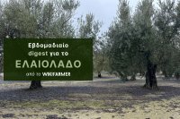 Εννέα μήνες με περιορισμένη προσφορά στο ελαιόλαδο