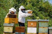 Beekeeping in the highlands of Northern Luzon