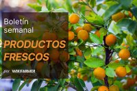 Naranjas españolas de final de temporada dominan el mercado mayorista europeo mientras se agota la fruta temprana