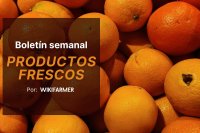 Las naranjas Navel alcanzan el precio mínimo y las mandarinas tardías suben en los mercados mayoristas de la UE