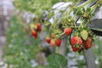 Crop selection and planning for CEA systems