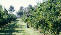 XR-enabled robotics: Farmer-friendly automation for orchard tasks