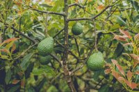 How cadmium affects agriculture and food crops