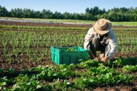 How carbon farming policies shape farm adoption How carbon farming policies shape farm adoption