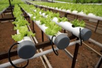 How hydroponic systems improve water efficiency in water-scarce regions