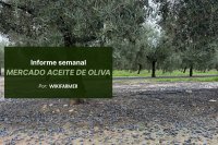 Los precios del AOVE mediterráneo siguen al alza ante la escasez de alta calidad