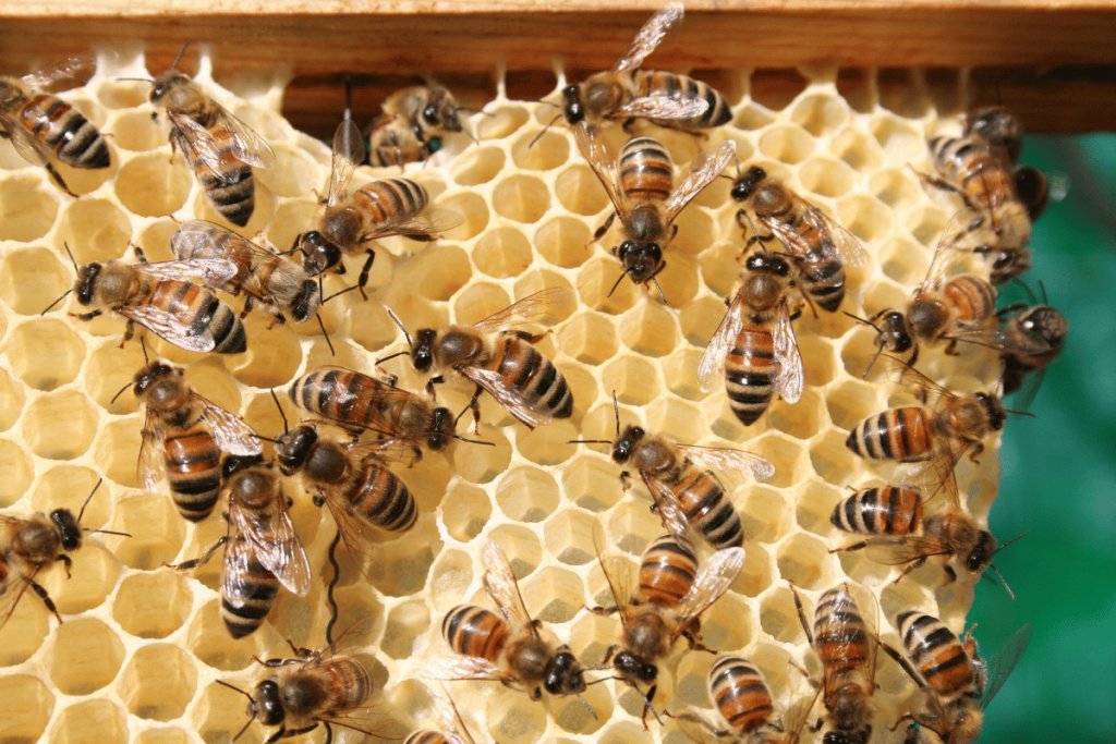 Is honey vegan? The ethical debate around beekeeping and honey production