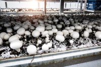 Mushroom farming as a opportunity for youth to create self-employment