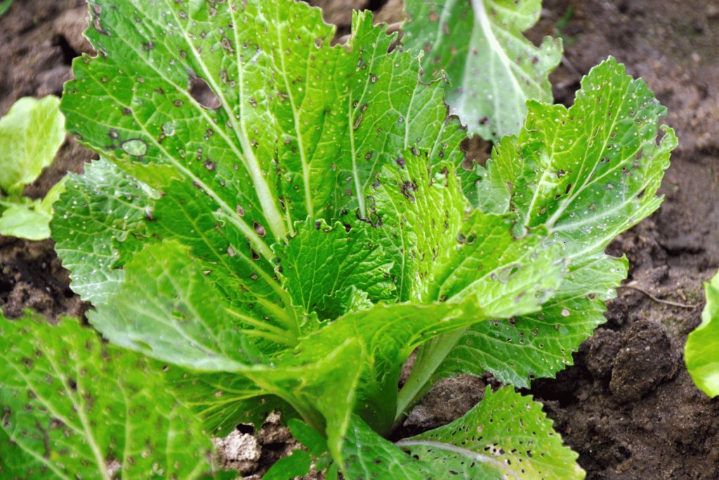 Pest monitoring in lettuce and leafy greens