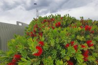 Pollinator highways and habitat islands that make cities bee-friendly