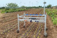 Robotic-assisted dynamic fertilization management in leafy vegetable production
