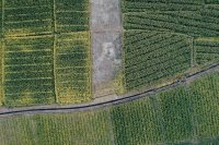 Satellite imagery in agriculture: Practical uses and limitations Satellite imagery in agriculture: Practical uses and limitations