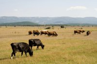 The feed vs food debate and its implications for food security