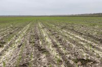 What keeps farms standing when the weather turns