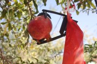 What makes fruit crack under field conditions