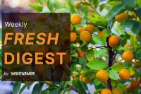 Late-season Spanish oranges surge in EU wholesale fruit market as early citrus clears