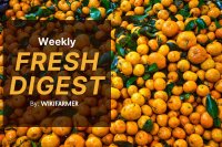 Spanish citrus transition triggers price volatility in EU wholesale markets