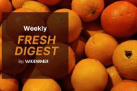 Navel oranges hit price floor while late-season mandarin varieties surge in EU wholesale markets