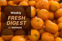 EU fruit markets week 9: Nadorcott prices fall, Spanish strawberries spike
