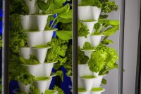 40 years of chasing the perfect hydroponic system