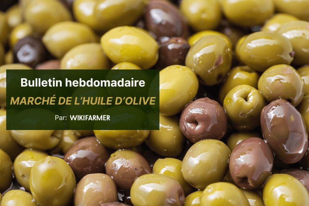 Peu d'échanges et prix stables sur le marché méditerranéen de l'huile d'olive cette semaine