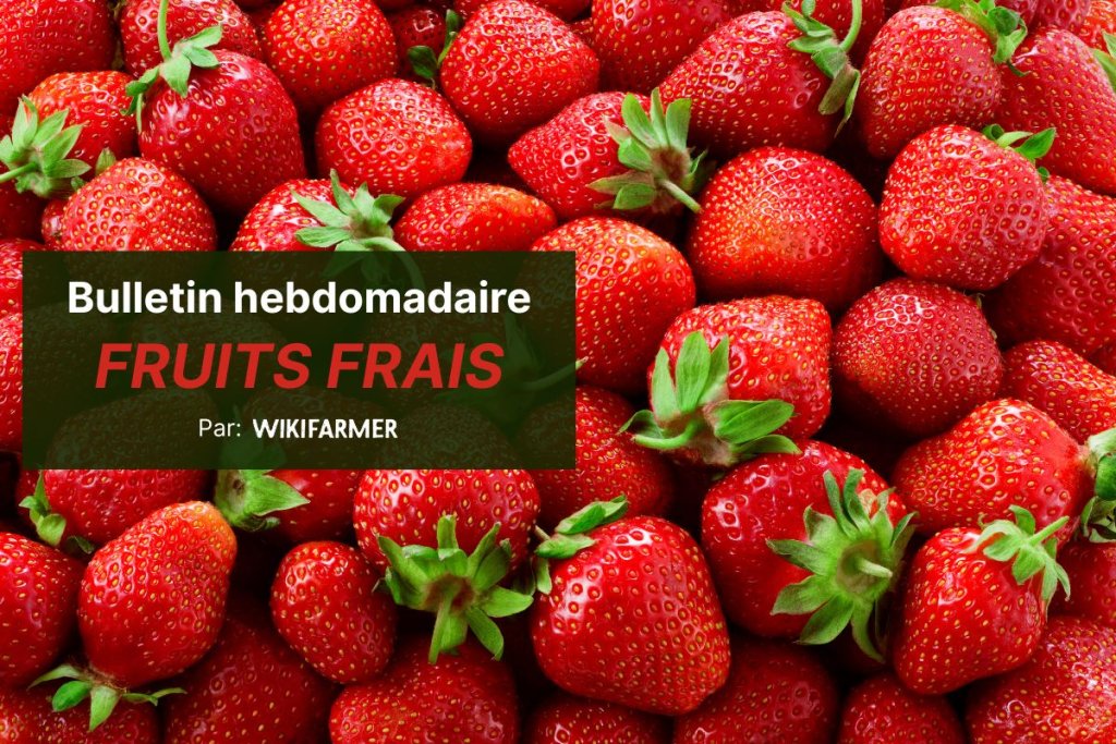 Les fraises grecques affichent des prix inférieurs aux espagnoles et italiennes sur les marchés de gros européens cette semaine
