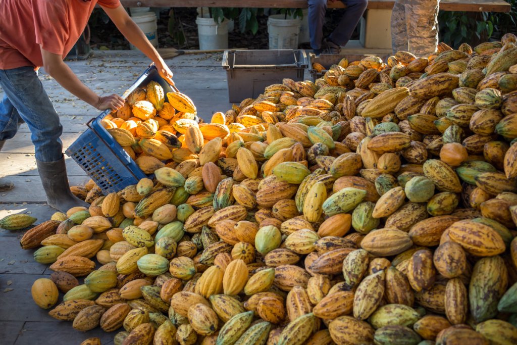 Dynamic agroforestry in cocoa production in Ghana