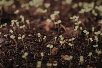 Engineering the soil microbiome for climate-resilient agriculture